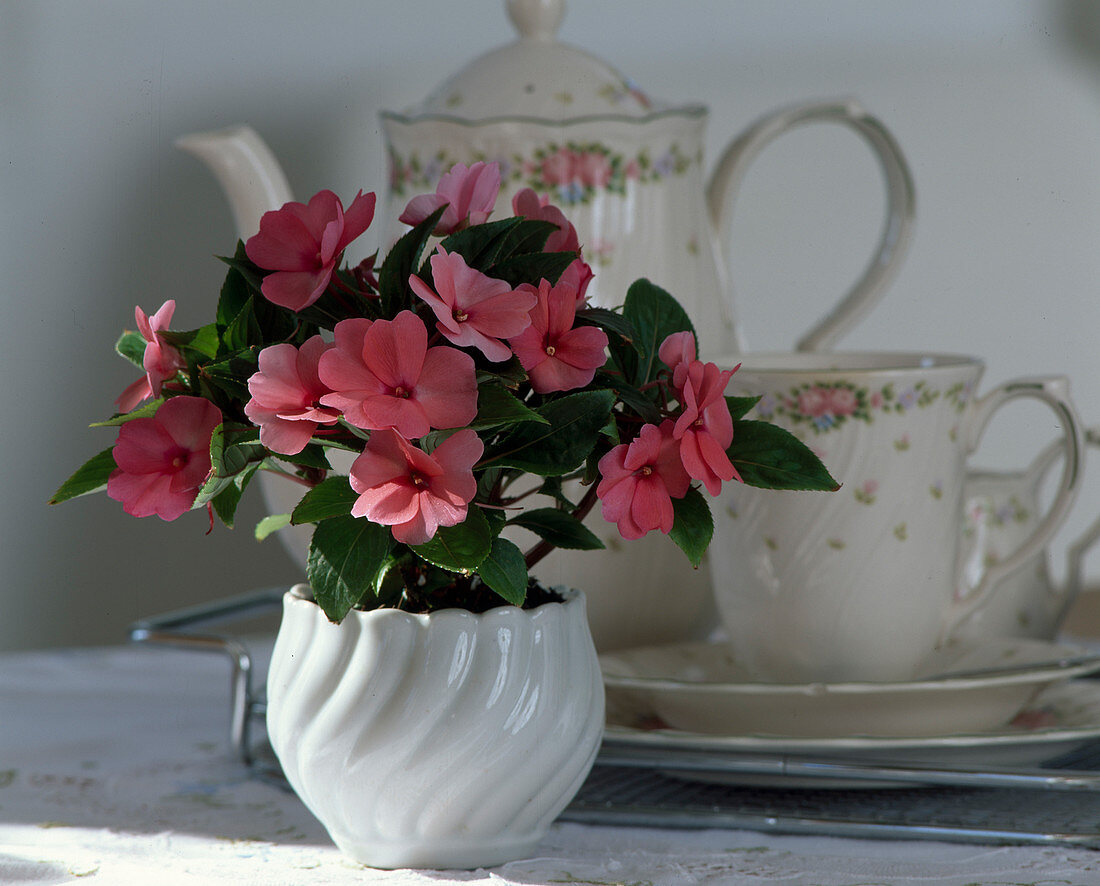 Impatiens-New Guinea 'Nicoya'