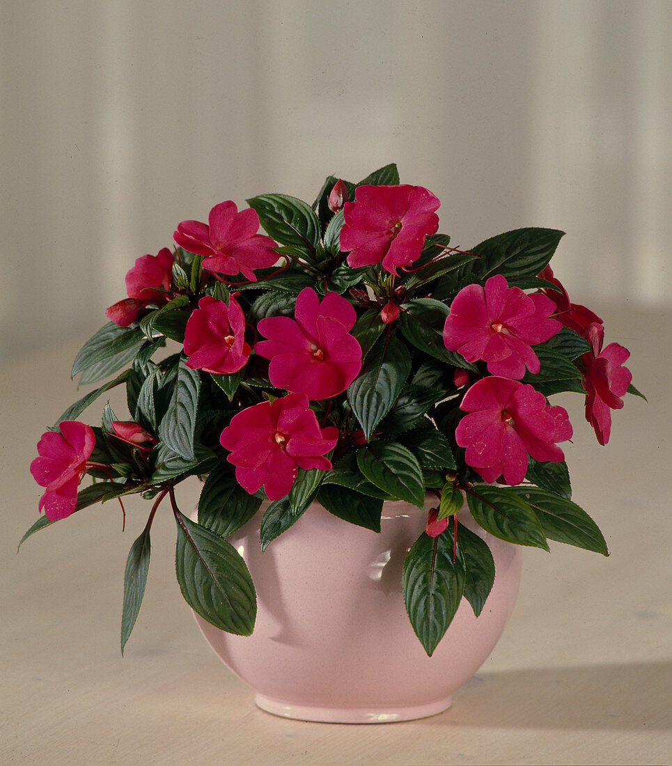 Impatiens New Guinea