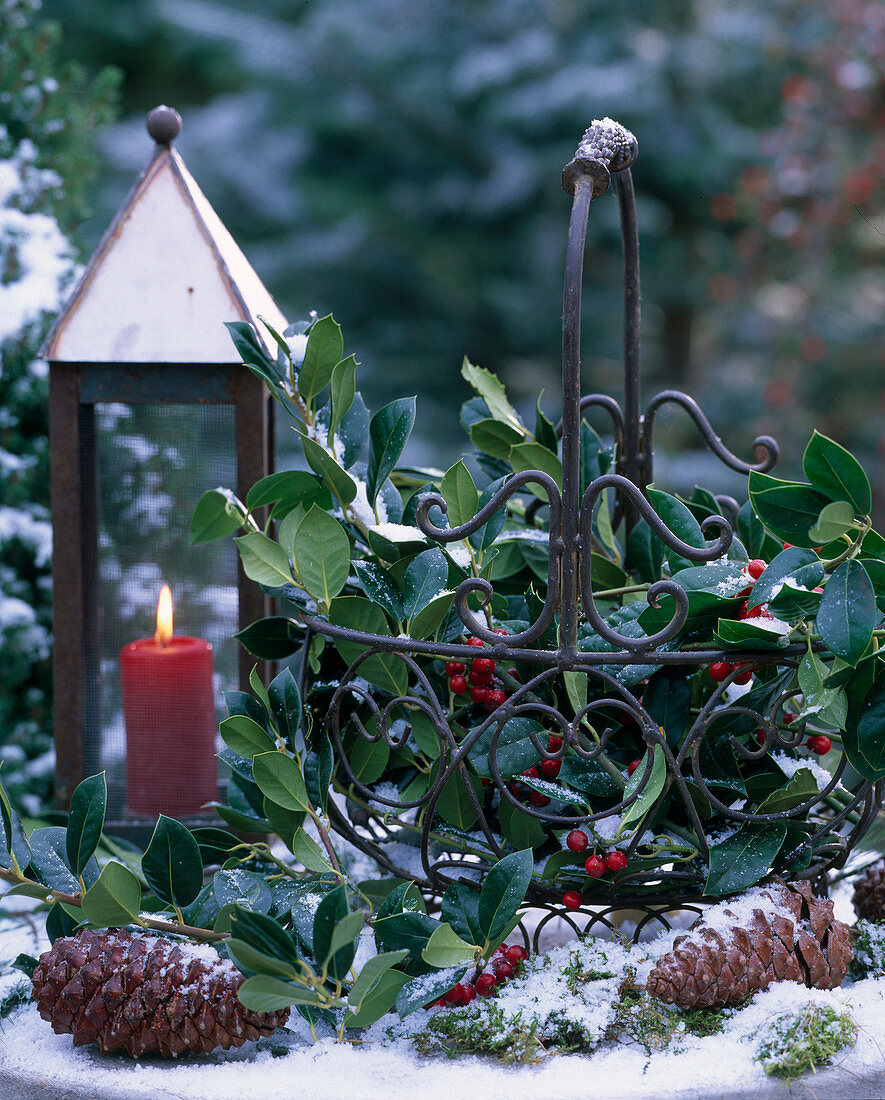 Metal basket and lantern, Ilex aquifolium 'Van Tol'- Holly, Pinus