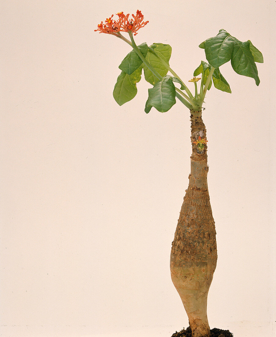 Jatropha podagrica