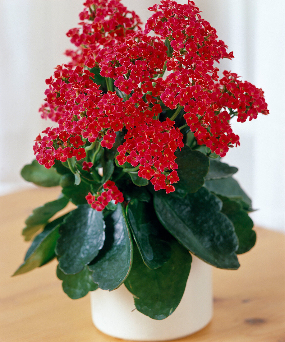 Kalanchoe blossfeldiana Hybride