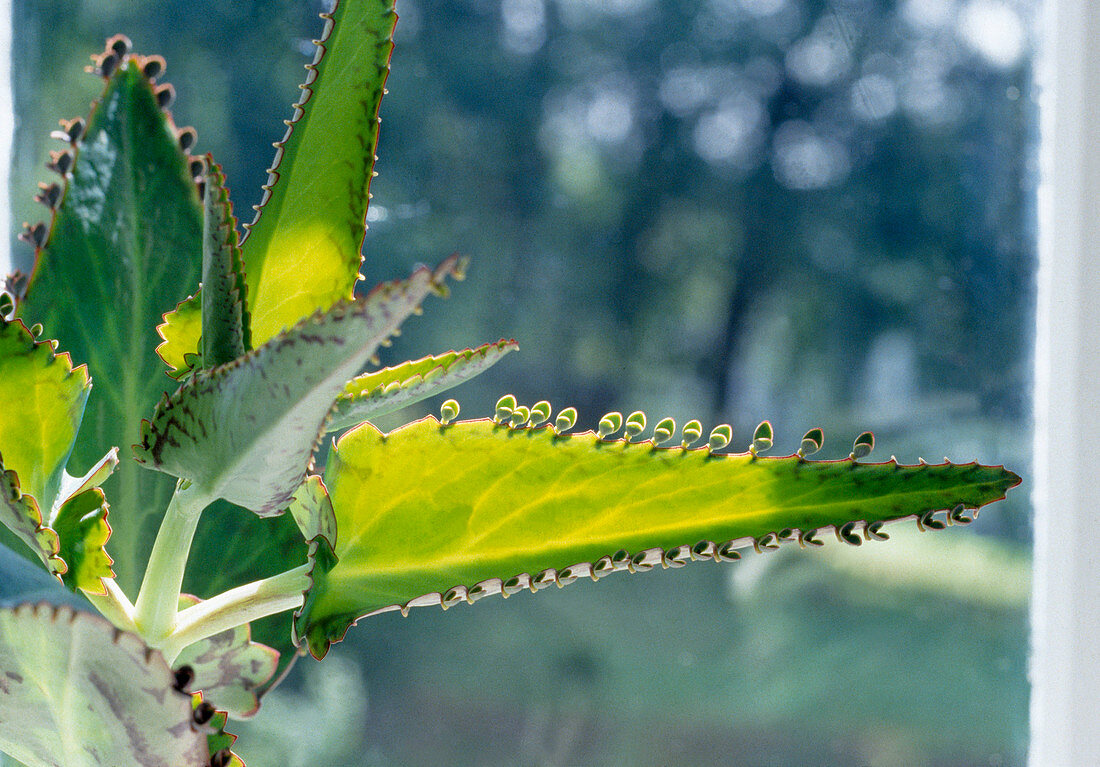 Kalanchoe daigremontianum