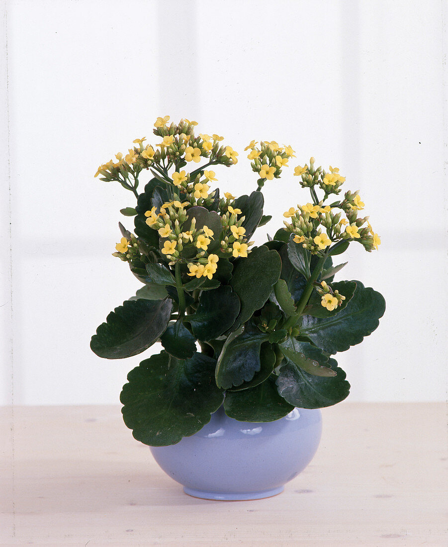 Kalanchoe blossfeldiana