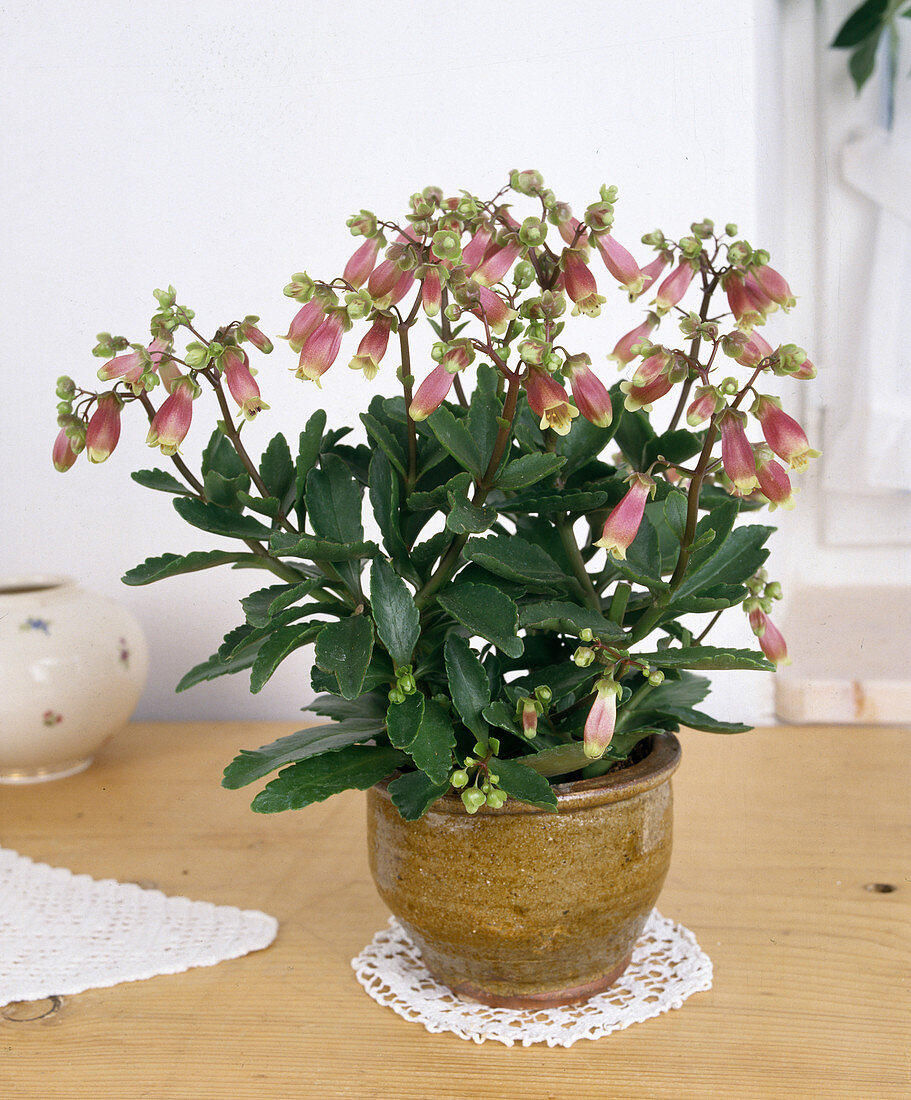 Kalanchoe miniata