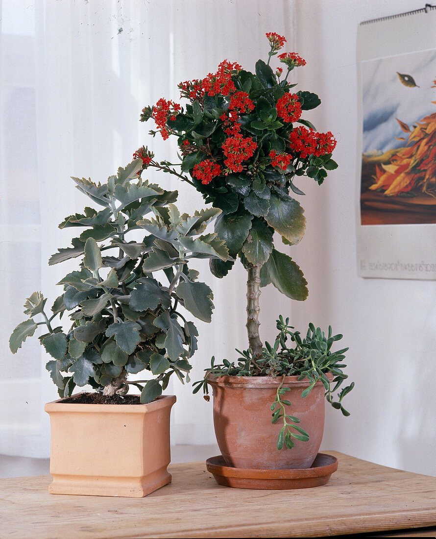 Kalanchoe beharensis, Kalanchoe blossfeldiana