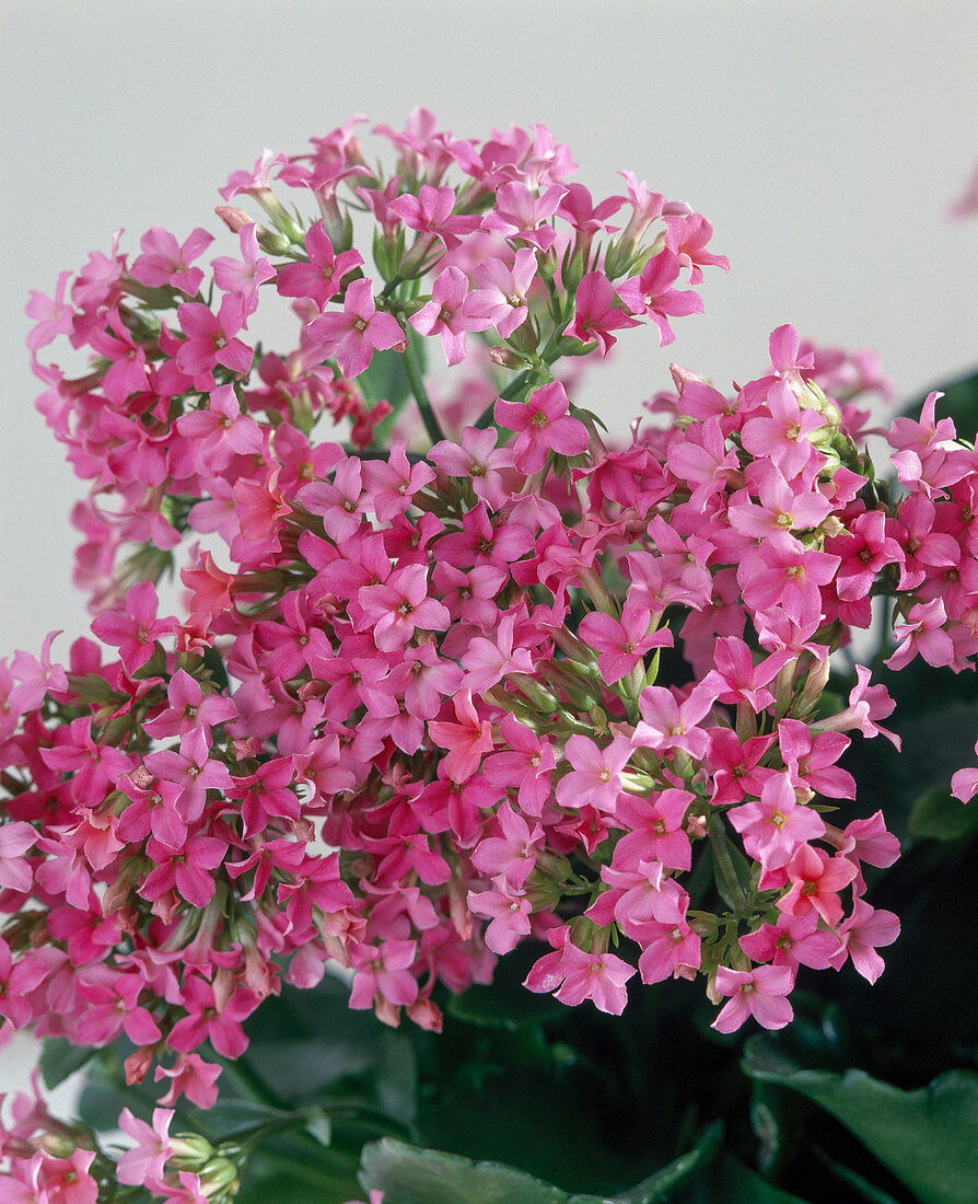 Kalanchoe blossfeldiana