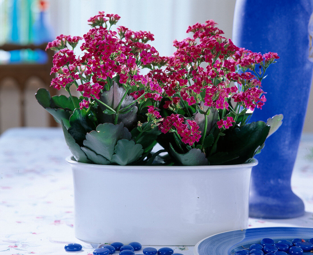 Kalanchoe blossfeldiana