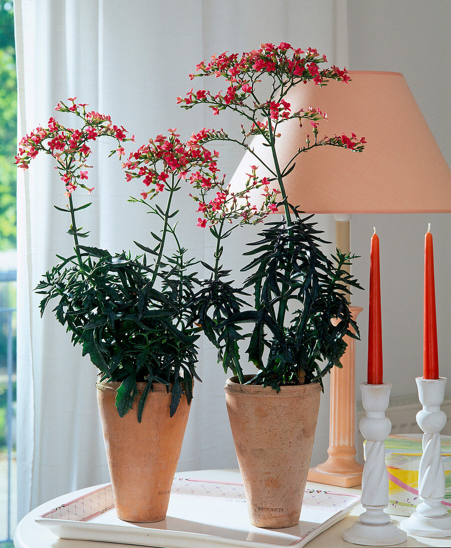 Kalanchoe 'AFRICAN'