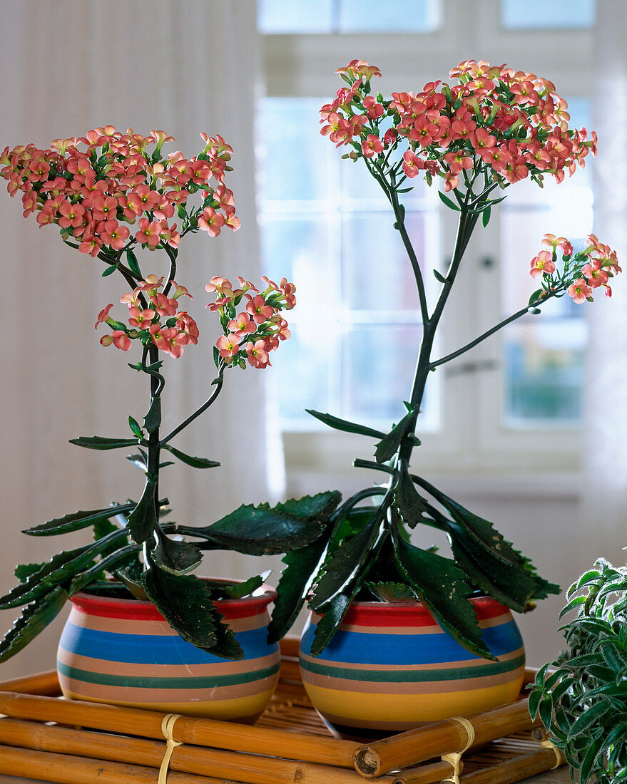 Kalanchoe - Hybr. 'Dorothee'