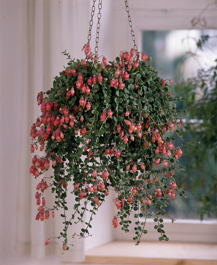 Kalanchoe uniflora