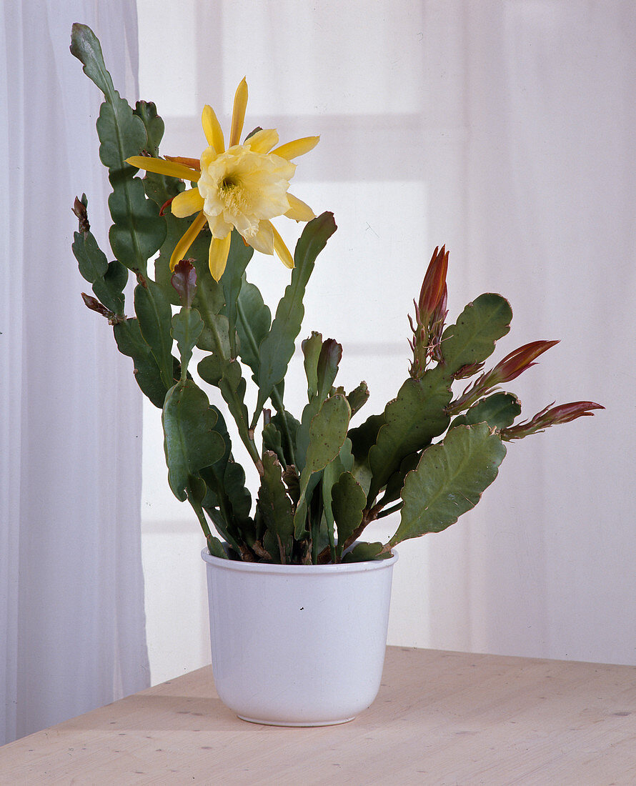 Epiphyllum syn. Phyllocactus