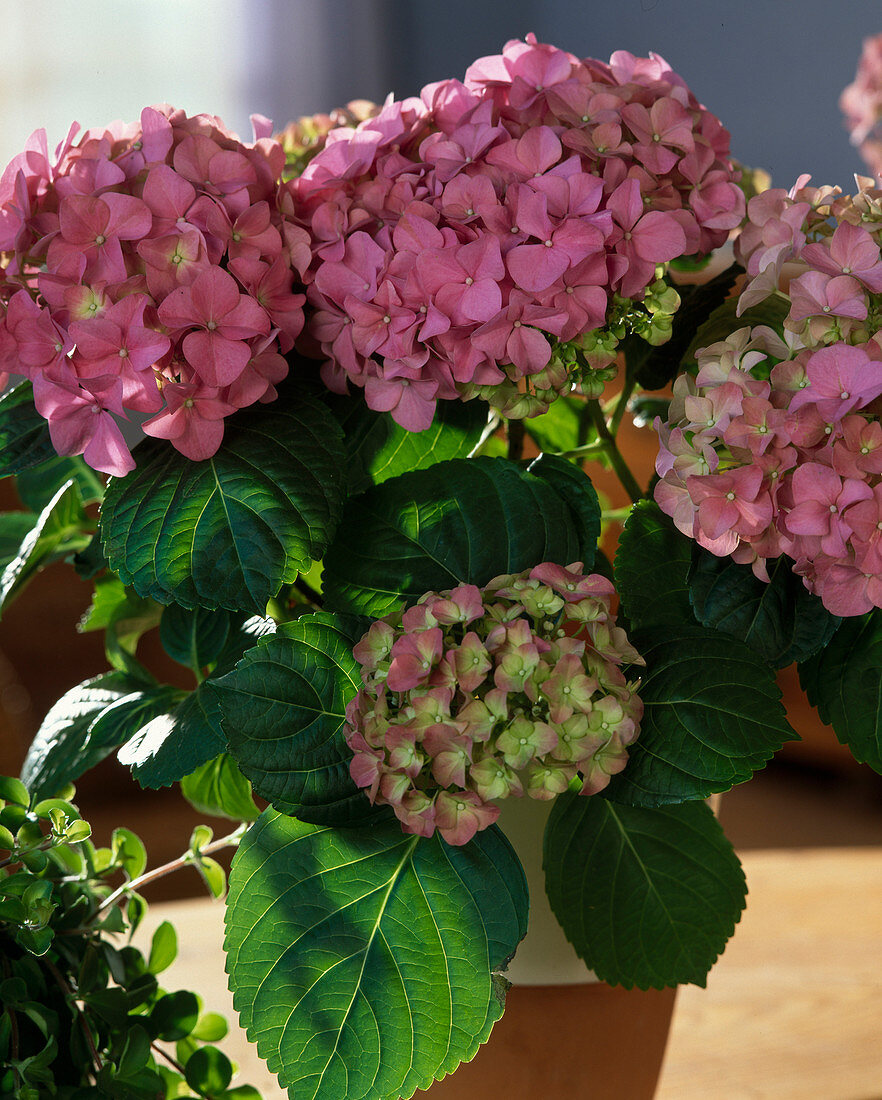 Hydrangea macrophylla