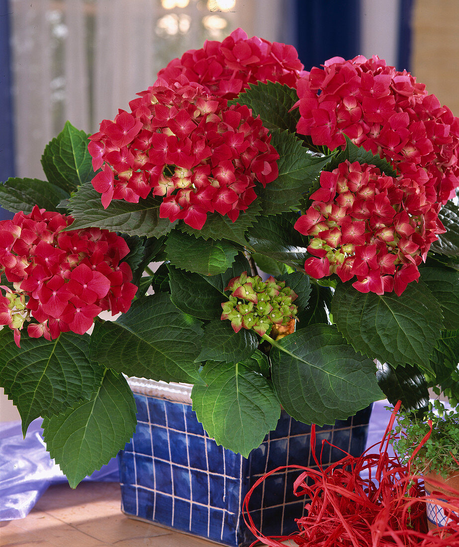 Hydrangea macrophylla