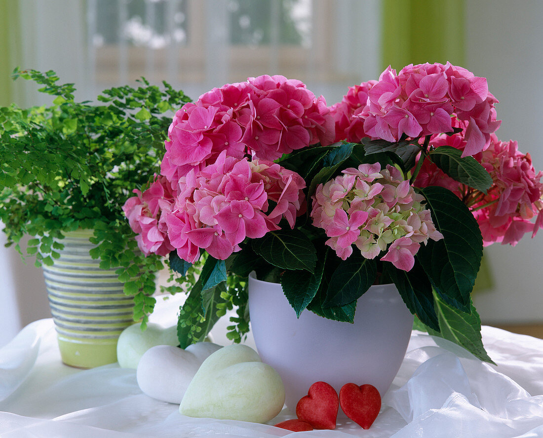 Hydrangea macrophylla 'Vienna'