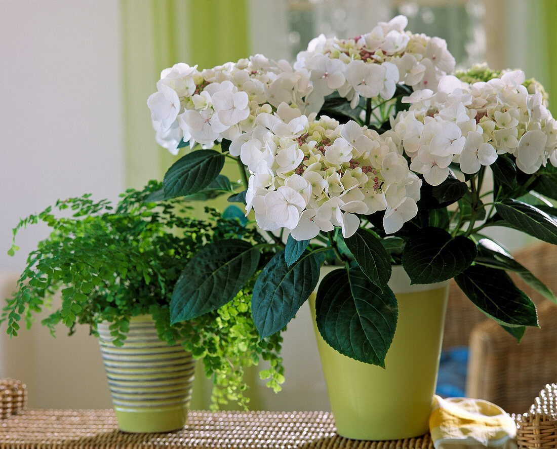 Hydrangea macrophylla 'Dragonfly'