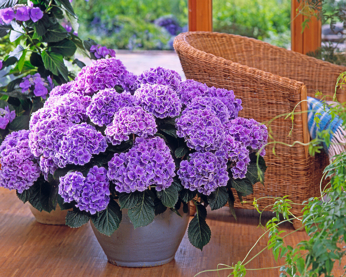 Hydrangea macrophylla 'Lady Katsuko'