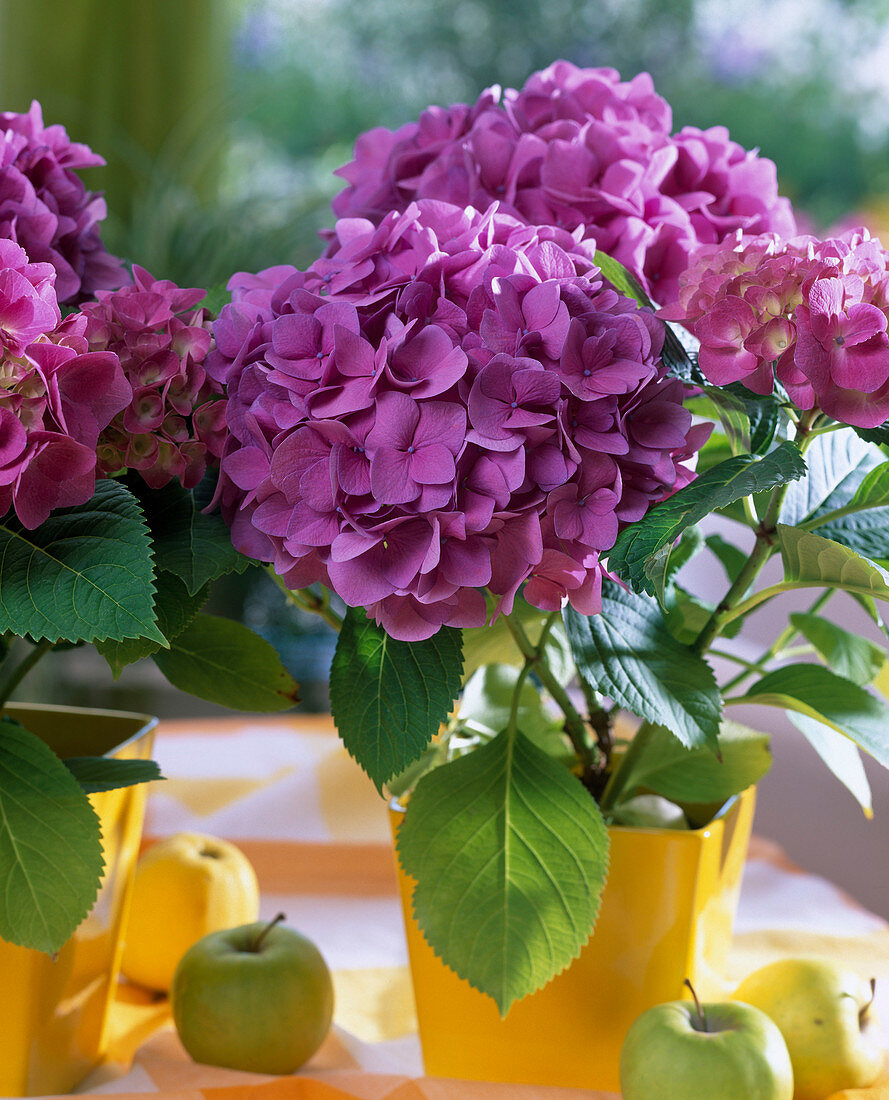 Hydrangea macrophylla 'Amsterdam'