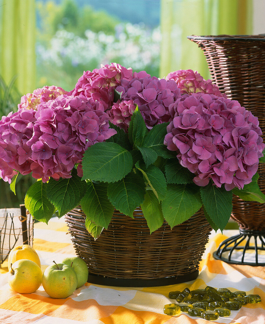 Hydrangea macrophylla 'Amsterdam'