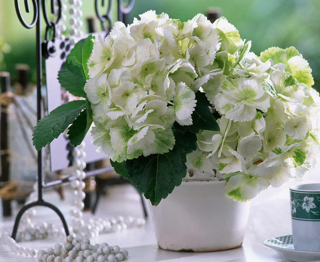 Hydrangea macrophylla 'Schneeball'