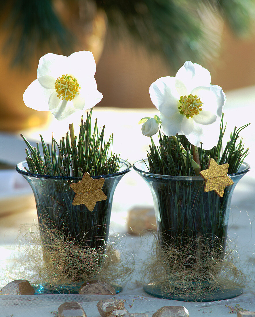 Helleborus niger