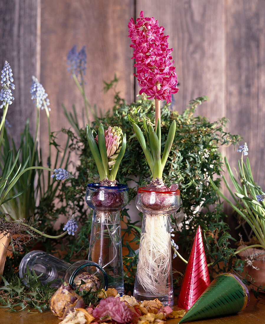 Hyacinthus orientalis grown in a water glass