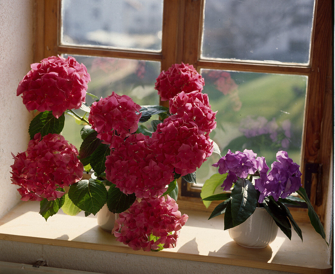 Hydrangea macrophylla