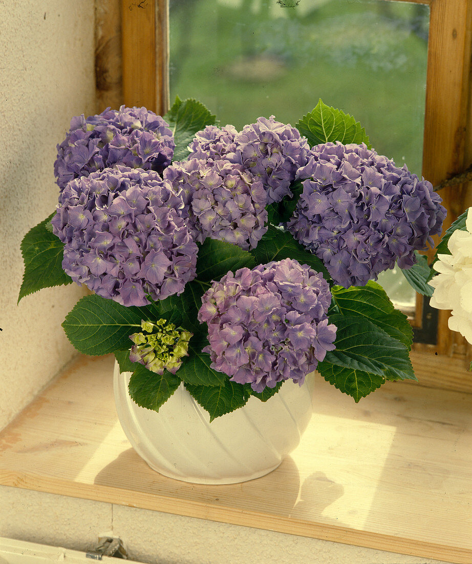 Hydrangea macrophylla