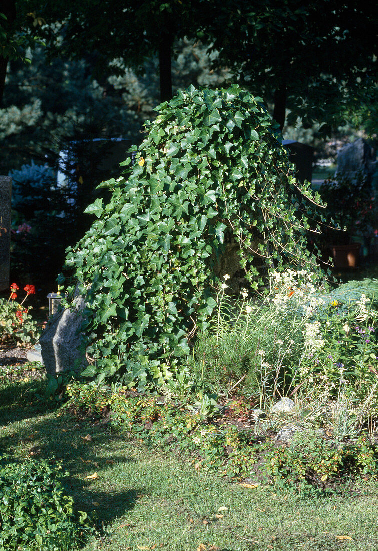 Old gravestone overgrown with Hedera (ivy)