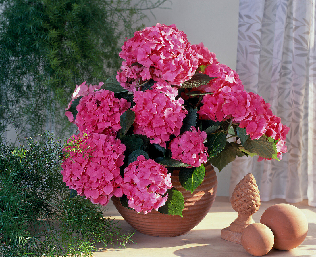 Hydrangea macrophylla