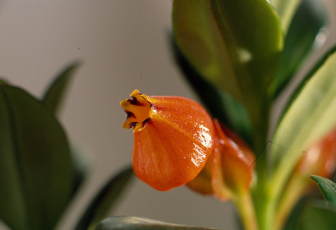 Hypocyrtaglabra hybrid