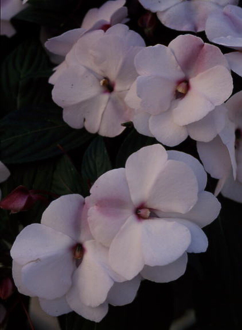 Impatiens New Guinea hybrid