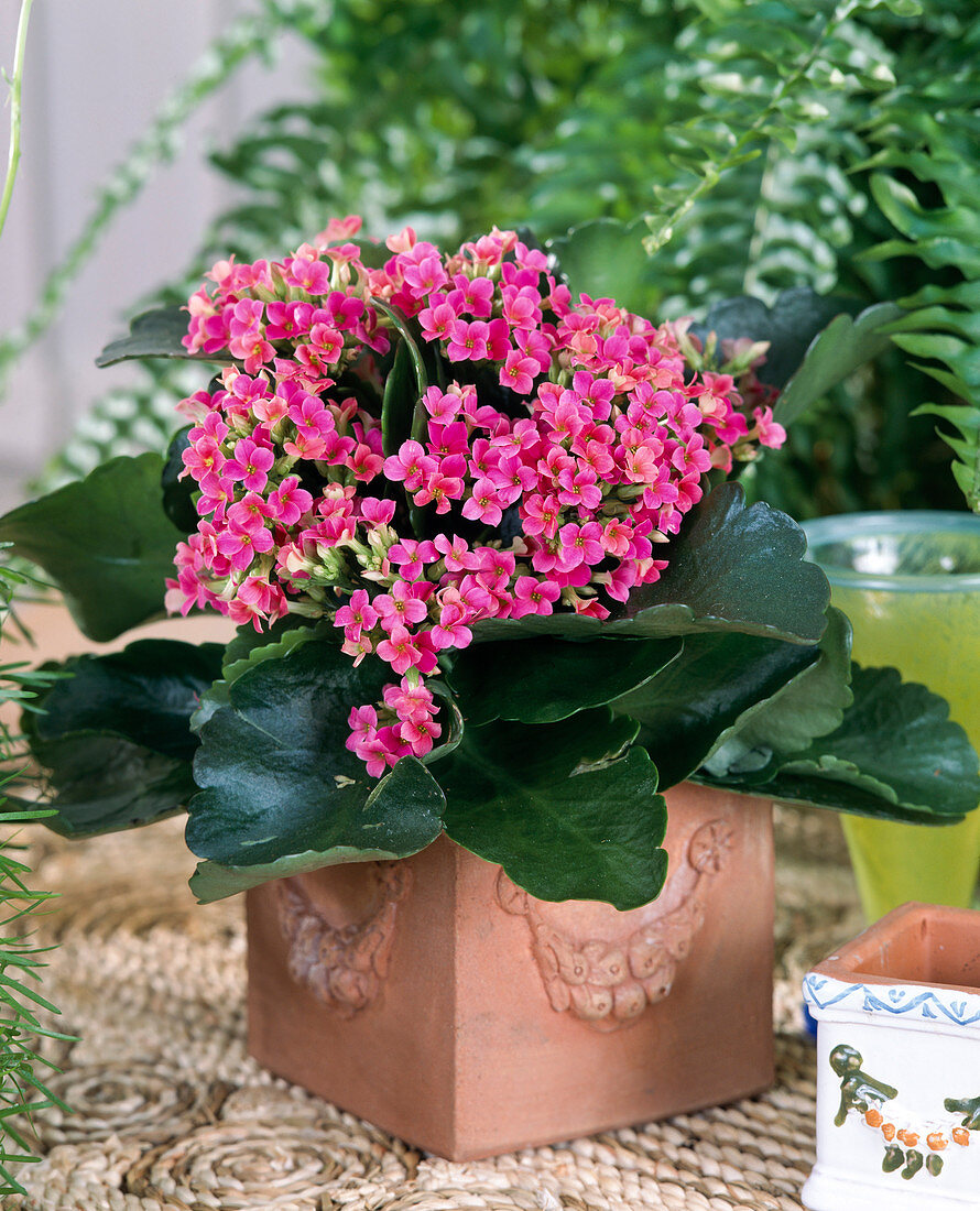 Kalanchoe Blossfeldiana 'Timor'