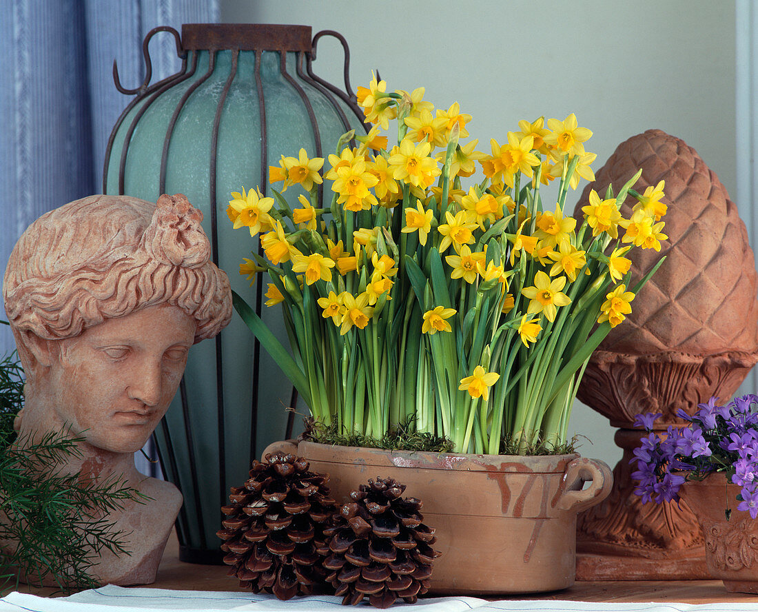 Narcissus 'Tete A Tete'