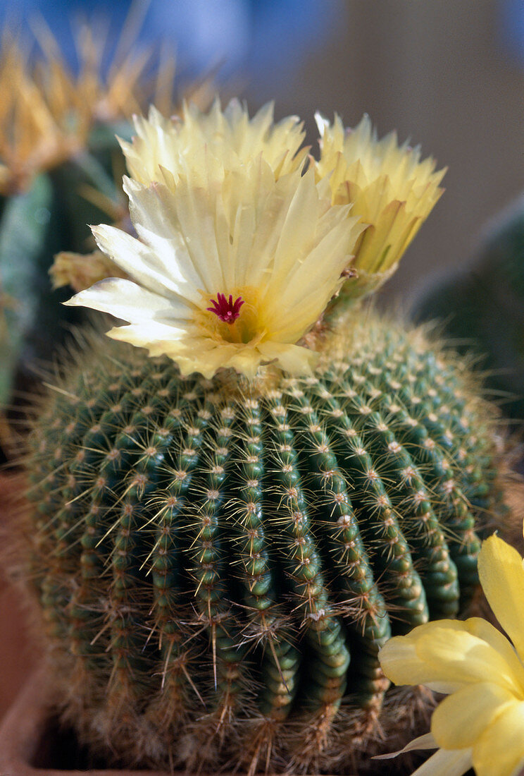 Notocactus werdermannianus