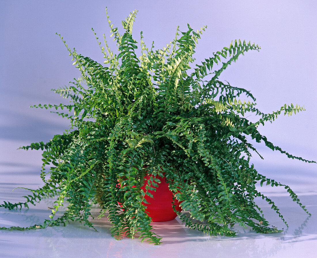 Nephrolepis exaltata