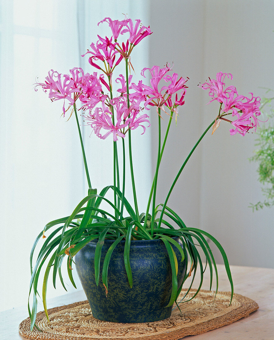 Nerine bowdenii