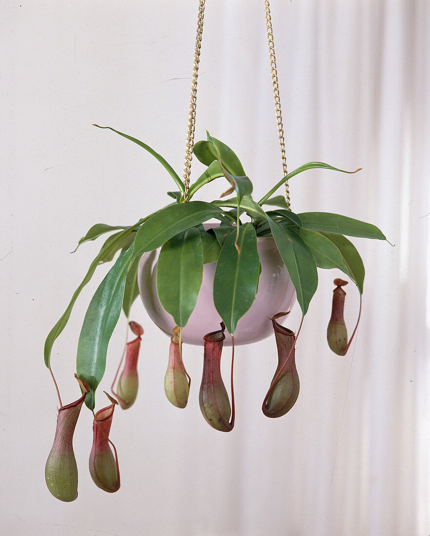 Nepenthes-Hybriden