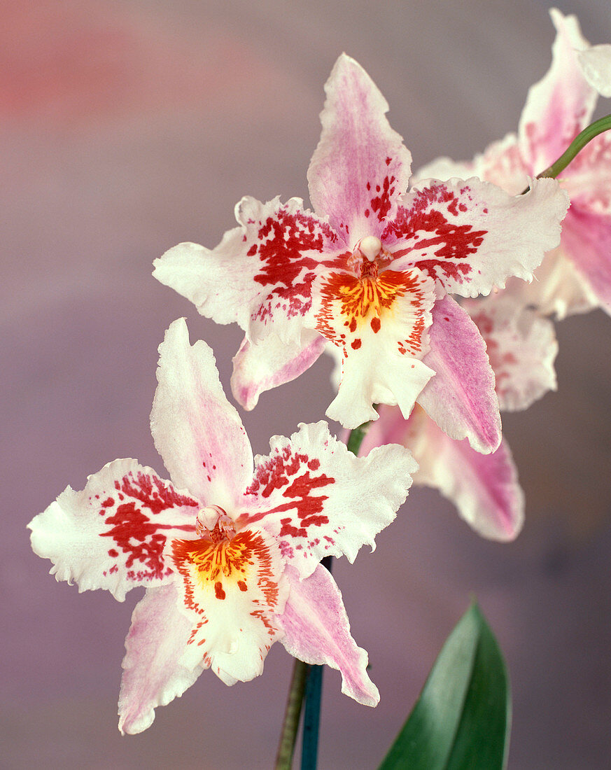 Odontoglossum hybrids