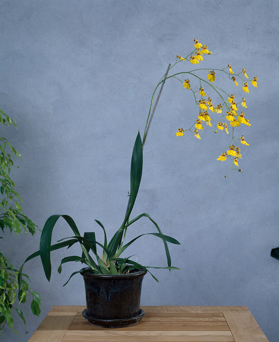 Oncidium-Hybr. 'Golden Shower'