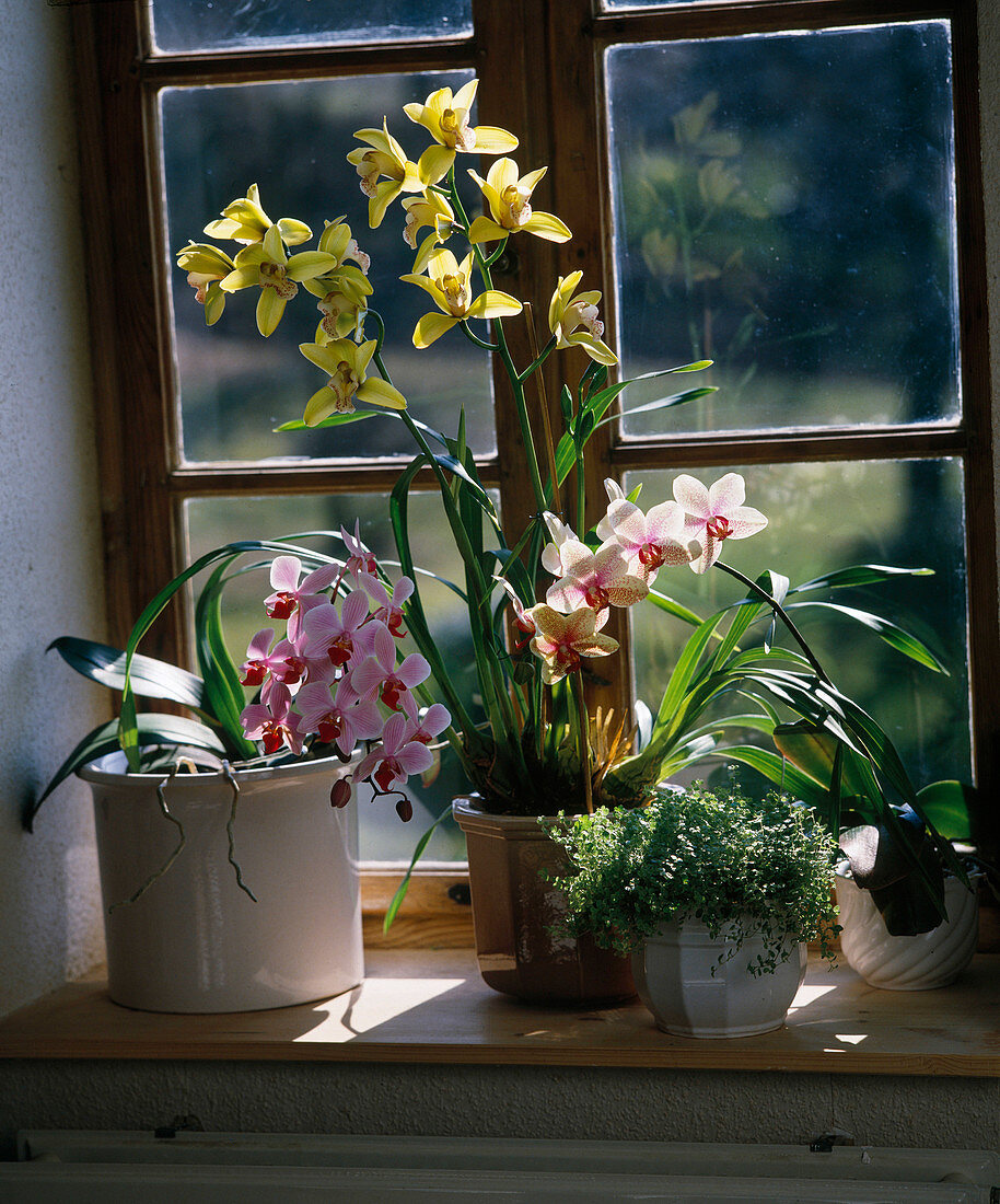 Cymbidium hybrid, Phalaenopsis hybrid