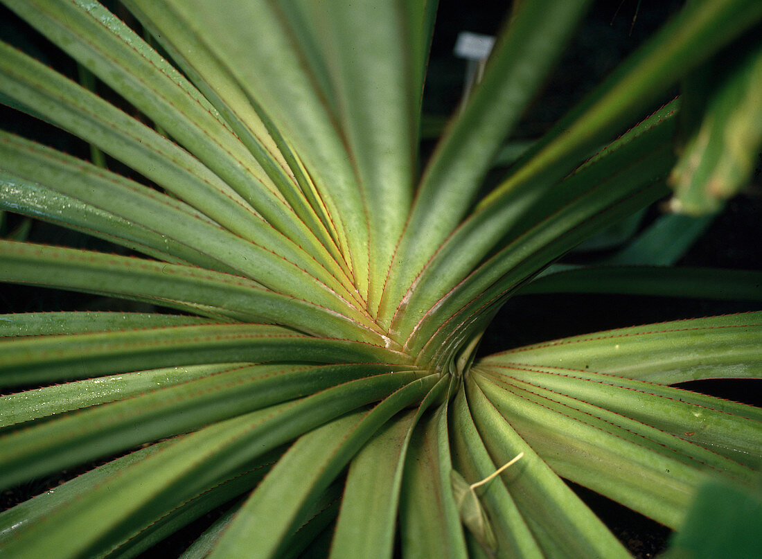 Pandanus utilis