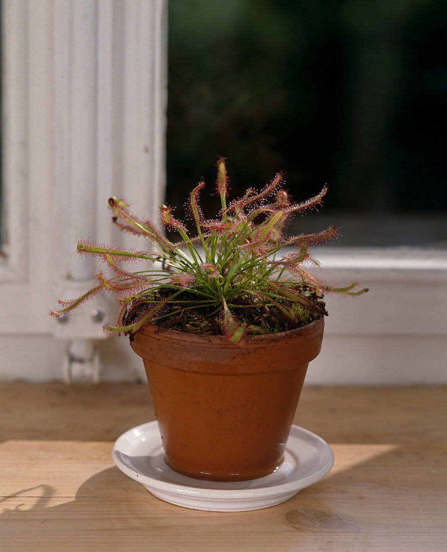 Drosera binata (Sundew)