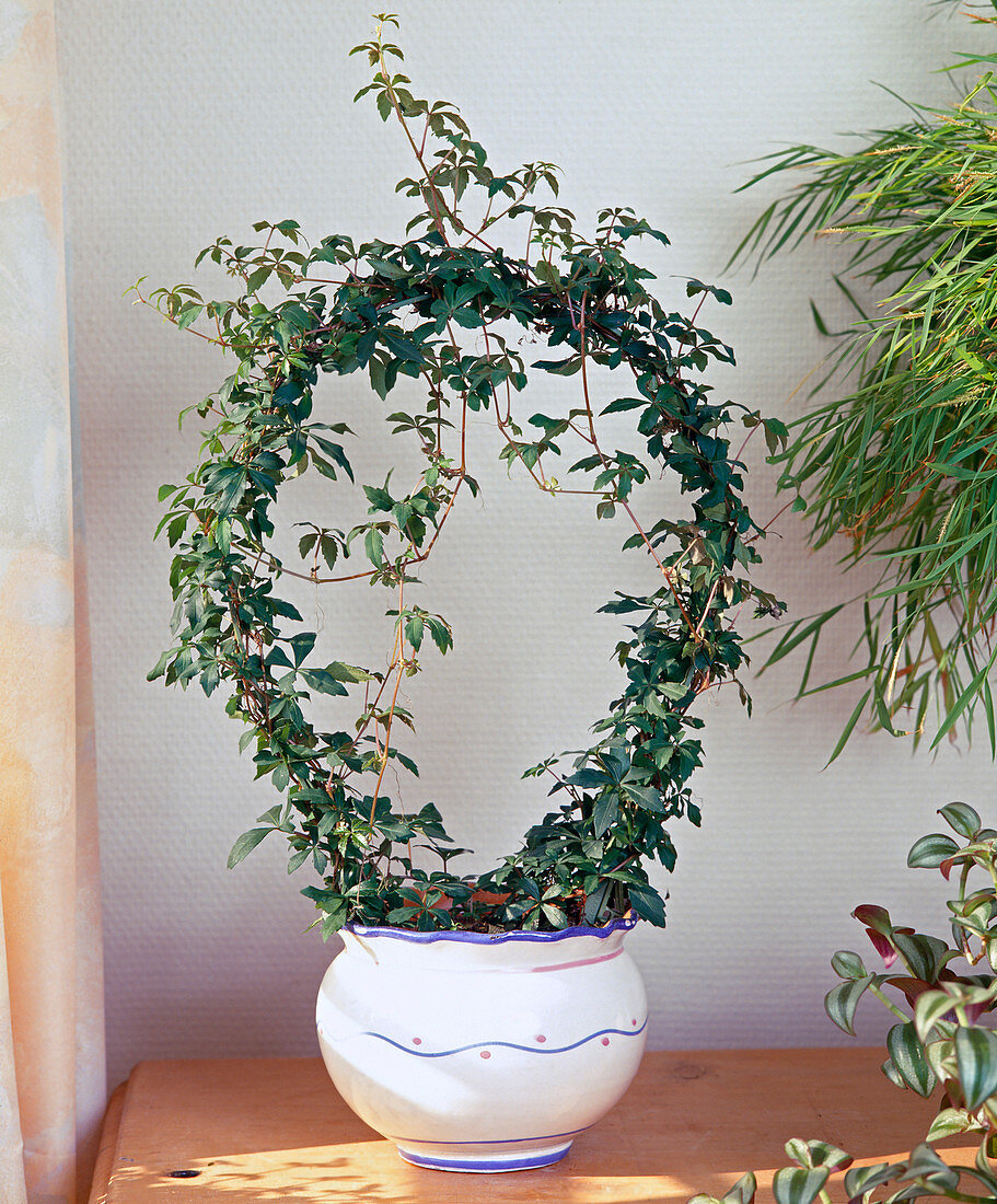 Parthenocissus inserta