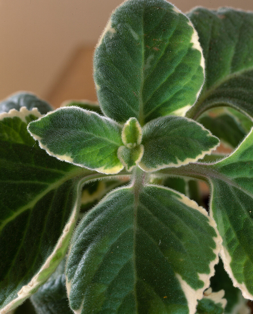 Plectranthusamboinicus 'Variegata' (Jamaican thymian)