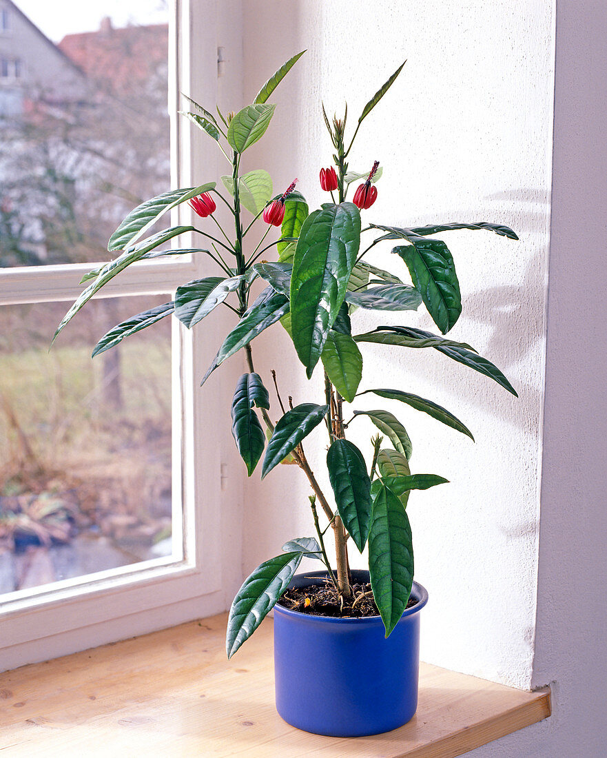 Pavonia multiflora