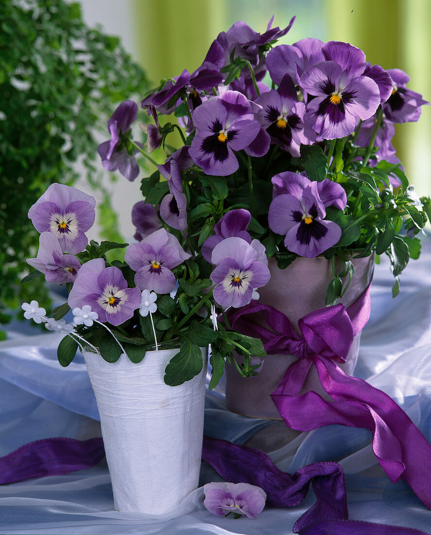 Viola cornuta 'Fama blau mit Auge', 'Magnifico Marina'