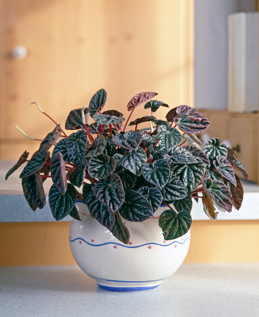 Peperomia hybrid