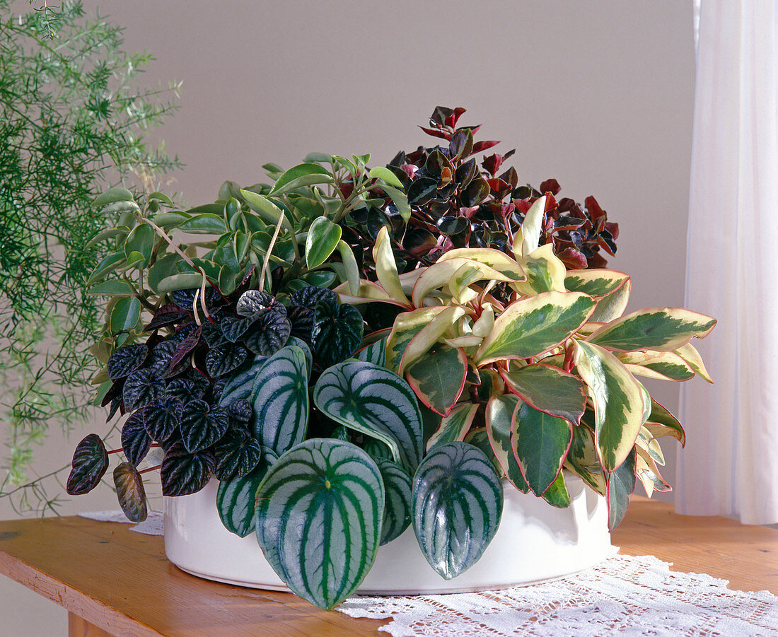 Peperomia caperata (red), Peperomia argyreia (stripes)