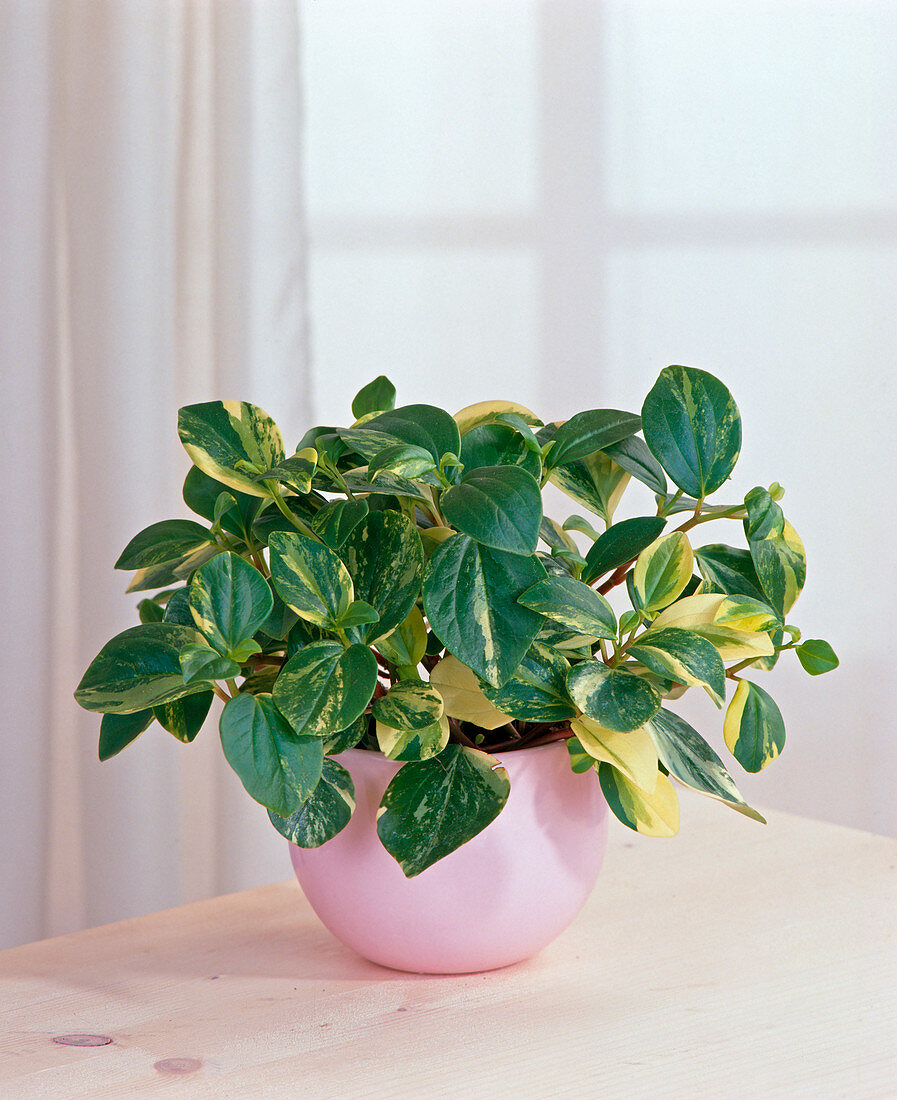 Peperomia