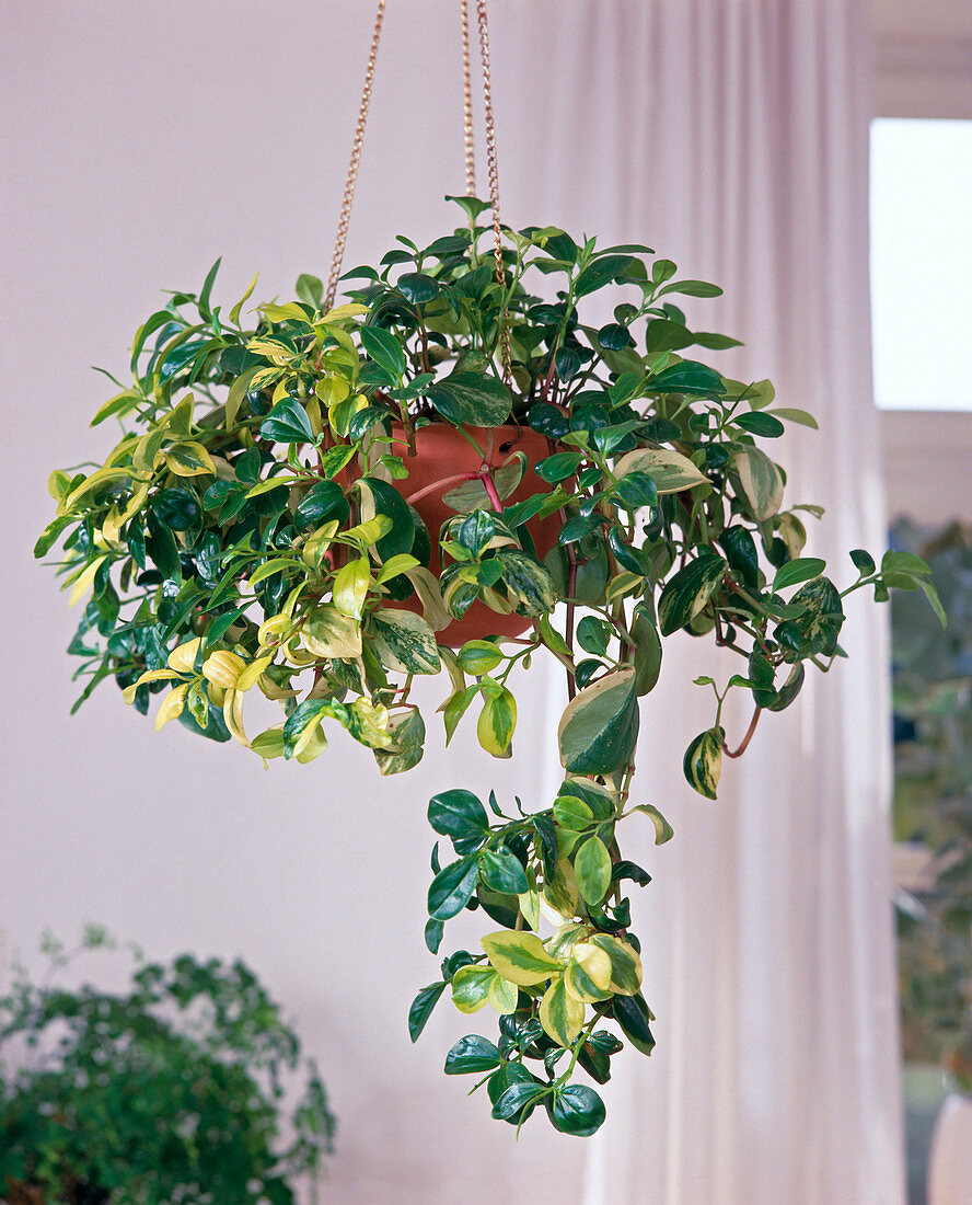 Peperomia-Hybriden